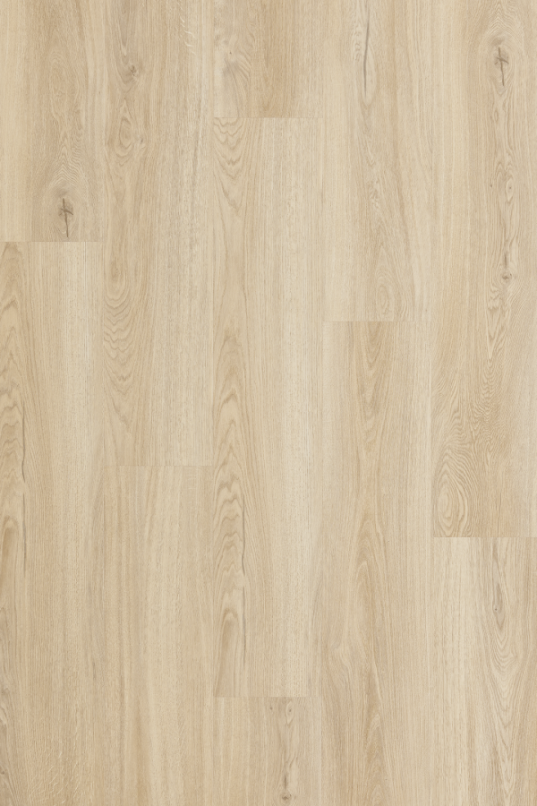 aurora_oak_1